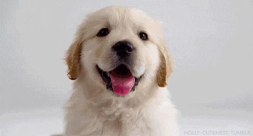 为什么狗的舌头那么长,狗的舌头为啥会长毛