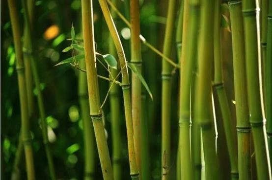 庭院常见的吉祥树,一