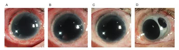 冯云眼科教授坐诊时间表,冯云教授简历