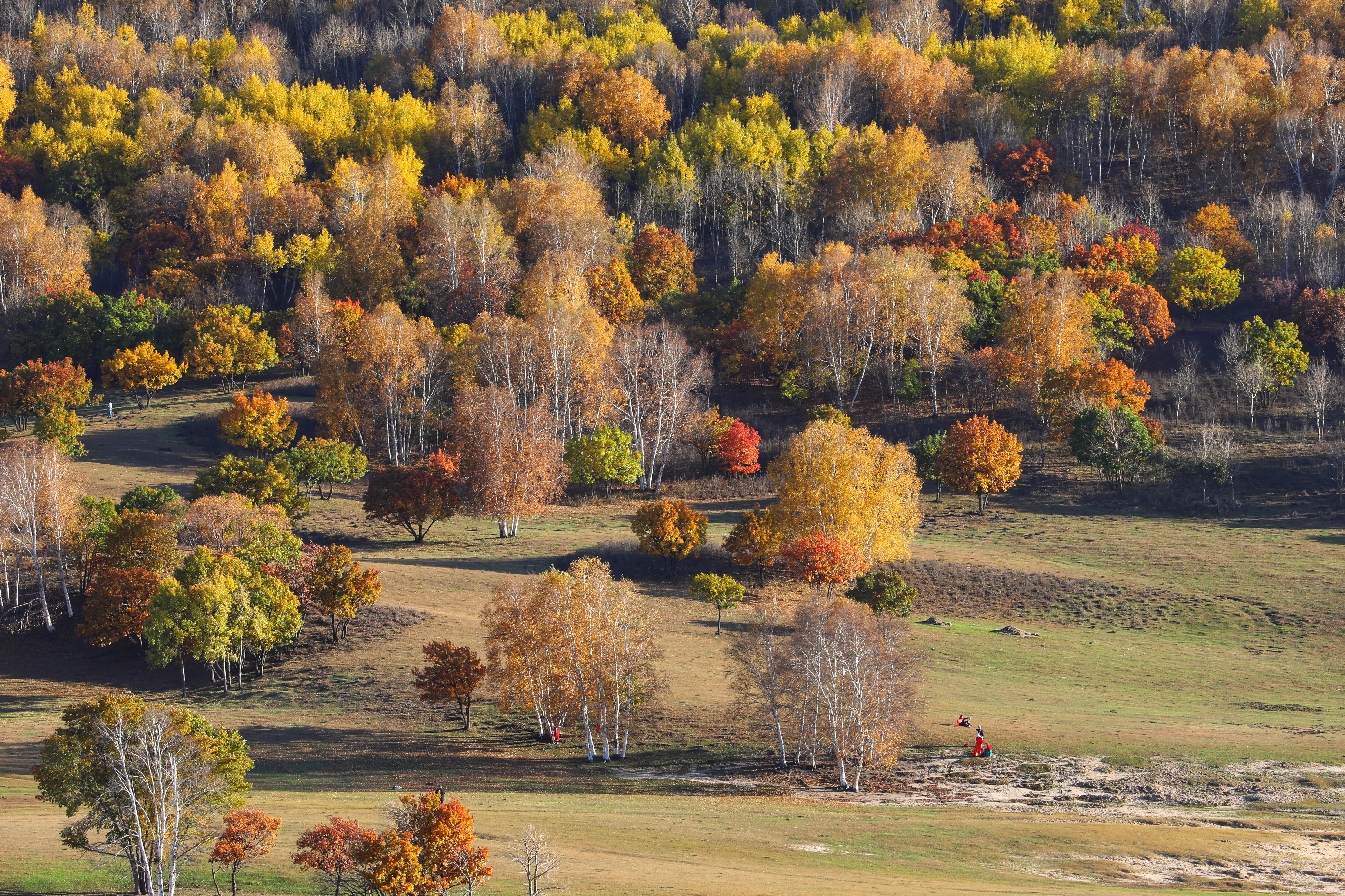 坝上秋色草原,坝上草原游记作文