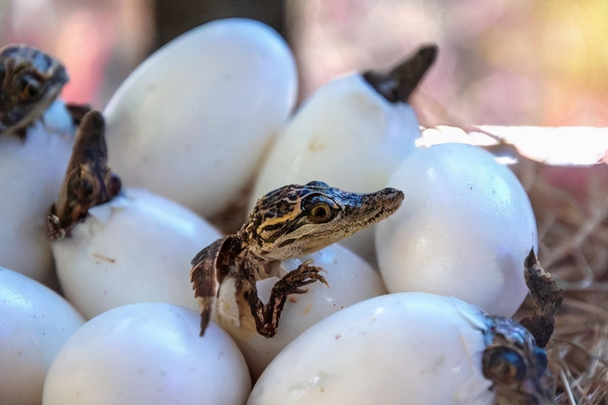 努力交配48年还没娃的鳄鱼夫妇,原因是丁丁太小了