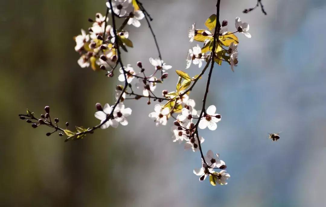 关于诗酒花茶的诗,诗酒花茶赴余生