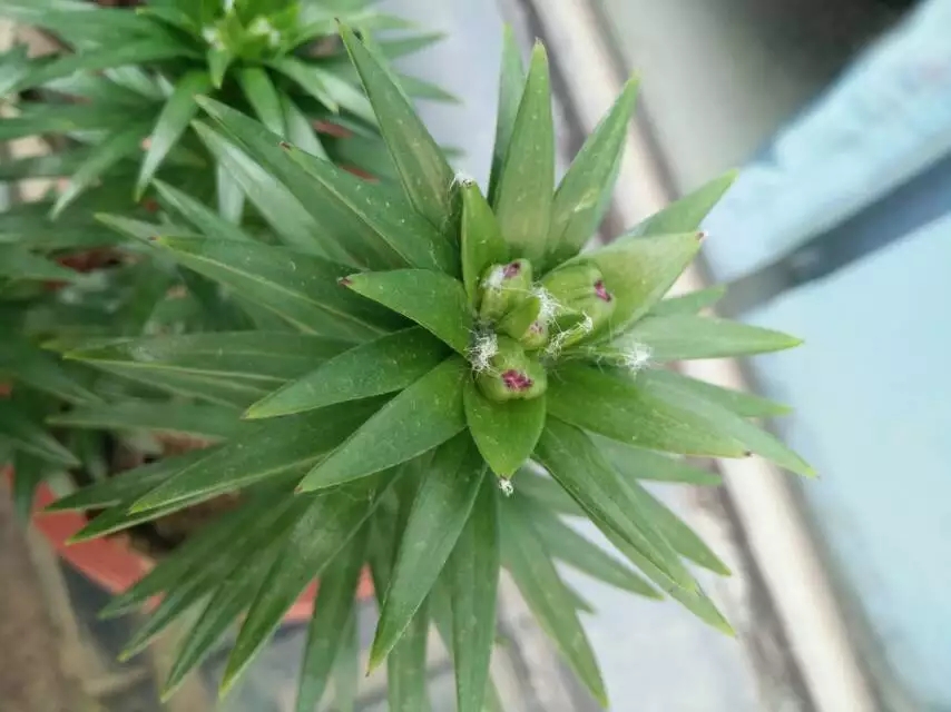 香水百合哪一个种类最漂亮又好养,香水百合怎么养能让香味更足