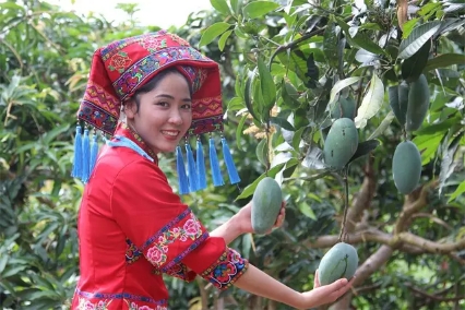 百色金黄芒果,芒果飘香百色