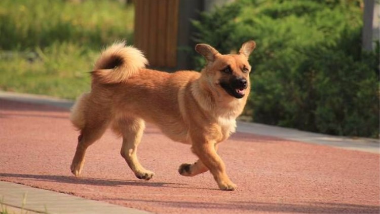 狗狗吃袜子纸巾啥都吃,狗狗吃纸巾会拉出来吗