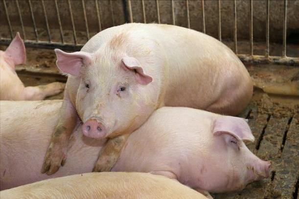 母猪必备的三种药,养猪母猪必备药