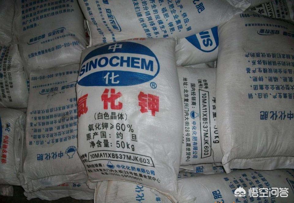 温州蜜柑什么时间施壮果肥,白糖罂荔枝什么时候施壮果肥