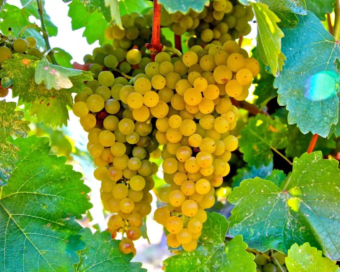 德国葡萄酒怎么选择,德国葡萄酒好吗