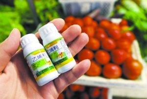 西红柿放半个多月不坏什么原因,西红柿如何长得快