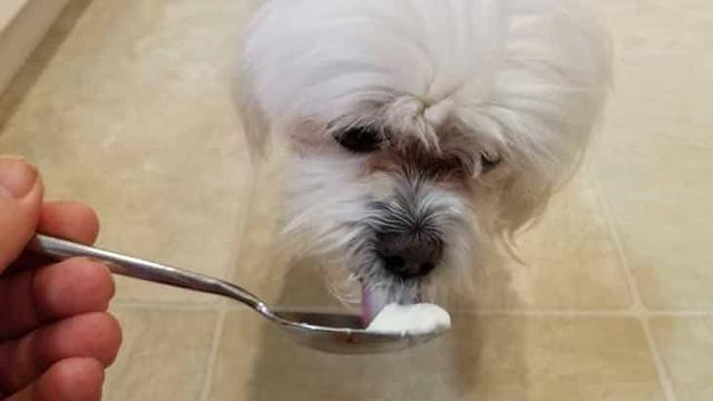 夏天狗狗没食欲,夏天狗狗突然没精神总趴着