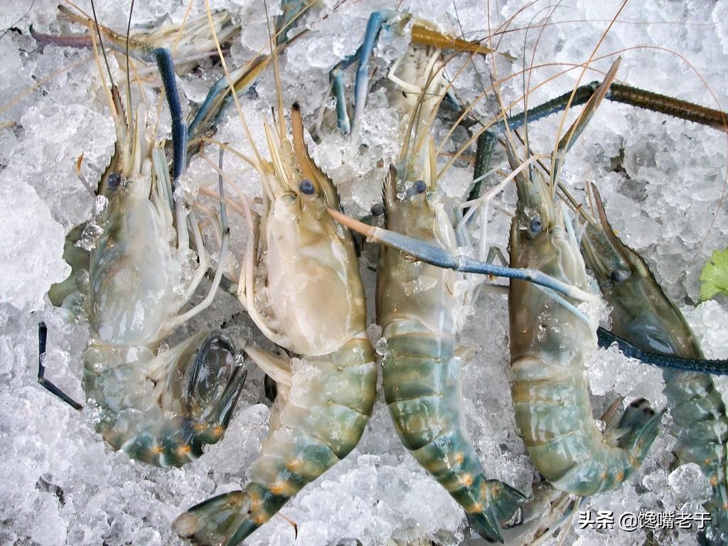 冰鲜虾怎么确认是否新鲜,冰鲜虾和活虾的口感差别