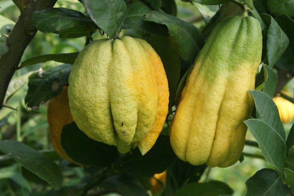 佛手花可以做造型吗,佛手花又漂亮又香超级喜欢