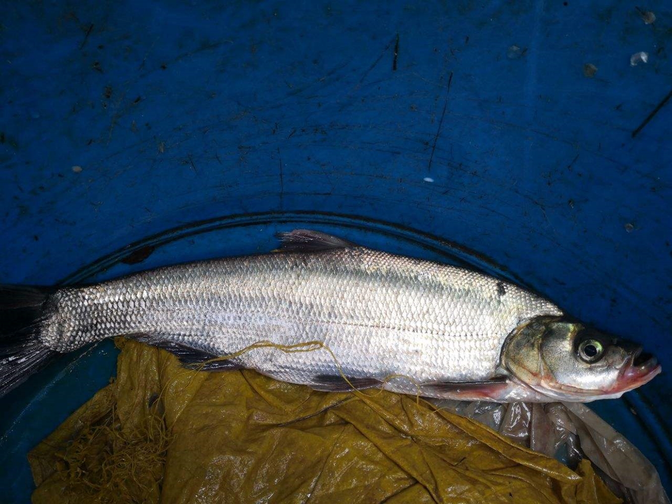 东坡墨鱼的正确吃法,四川地区传统名菜东坡墨鱼