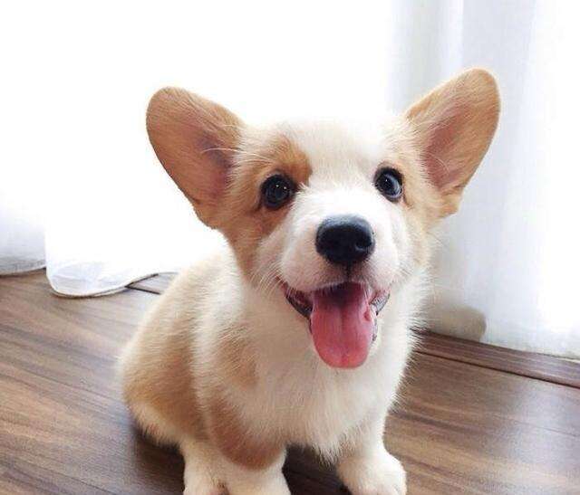 狗狗得了耳螨会耳道破损发炎吗,狗狗得了耳螨身上起疙瘩么