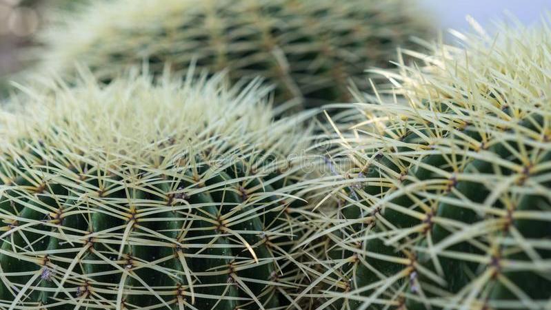 什么是肛周指检,什么是肛指检查