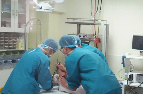 「养宠经验分享」狗膝关节肿起来摸不痛