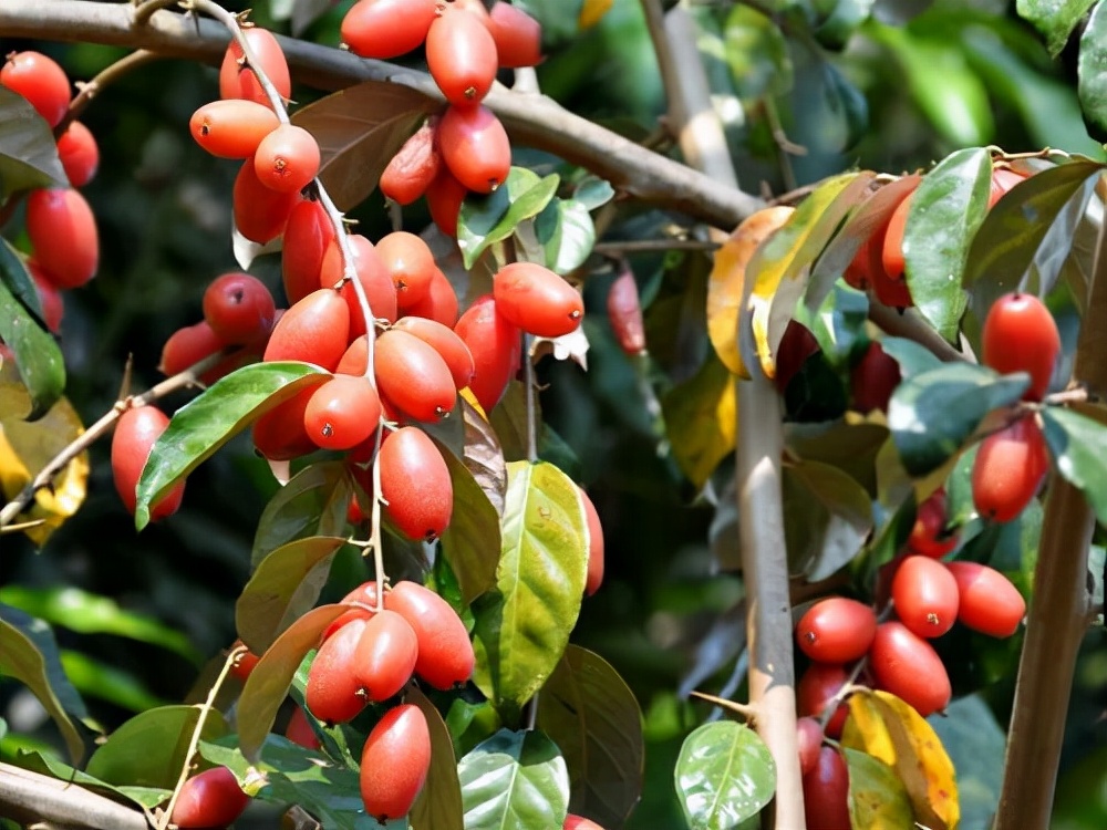 矮桩羊奶果结果盆景图片,精品羊奶果老桩盆景