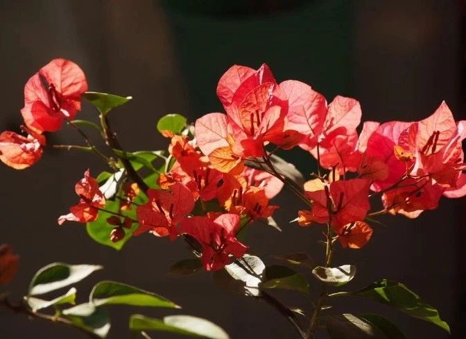 家里的花干枯影响风水吗,家里的花突然发黄发蔫风水