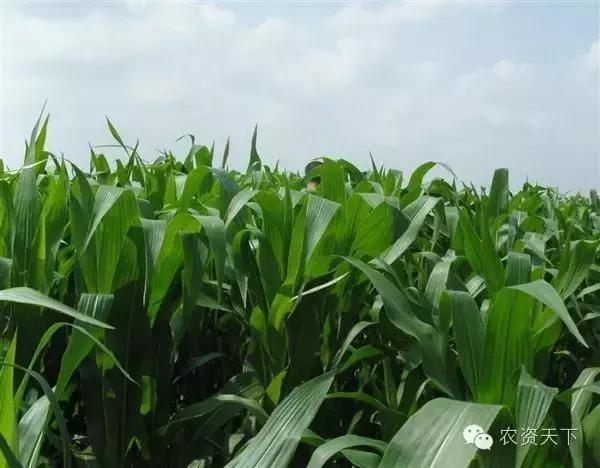 种什么赚钱多利润大,种什么能赚钱