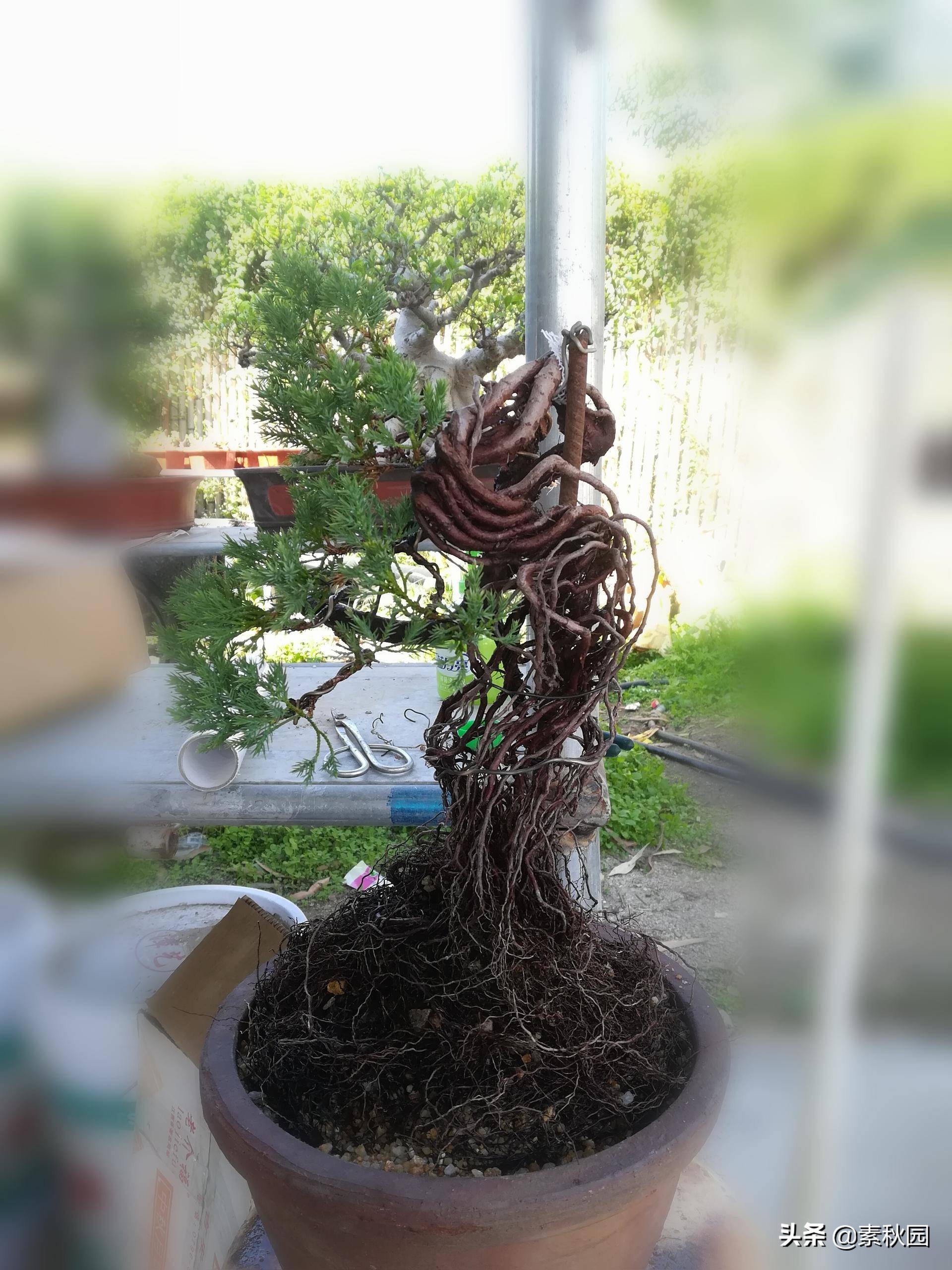 柏树盆景教学!从零开始,教你如何制作一棵漂亮的柏树盆景!