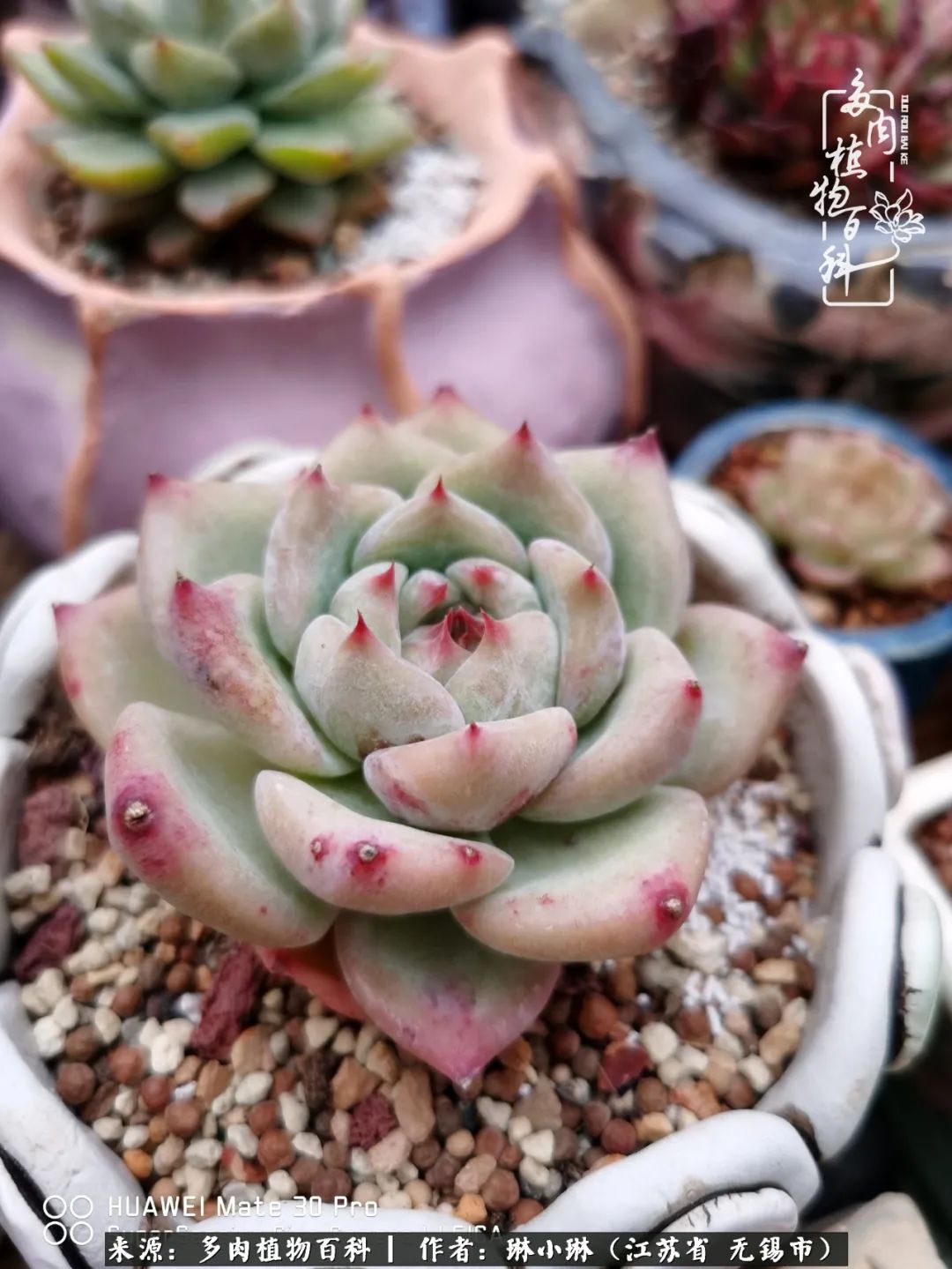 多肉变美是需要时间的,千万别辜负了多肉变美的黄金季节