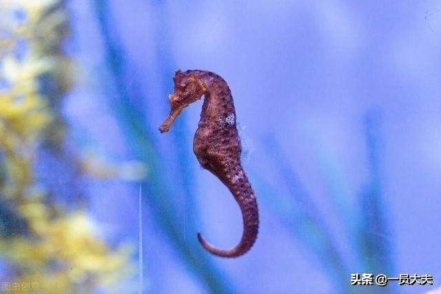 这些海鲜让你一次吃到饱,海味都有哪些品种