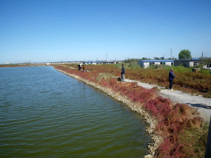 它一生只活一年，我们叫它“扔巴鱼”