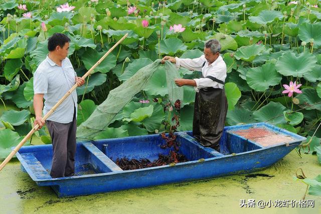 澳洲淡水龙虾养殖利润大吗,大棚养殖龙虾一亩成本与利润