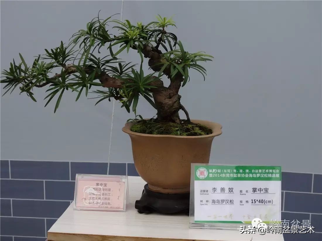 罗汉松盆景开运招财，非其莫属！清风雅韵，当之无愧！