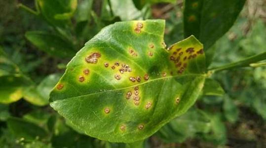 盆景桔子树用什么农药防治虫害,桔子树害虫防治方法有机肥