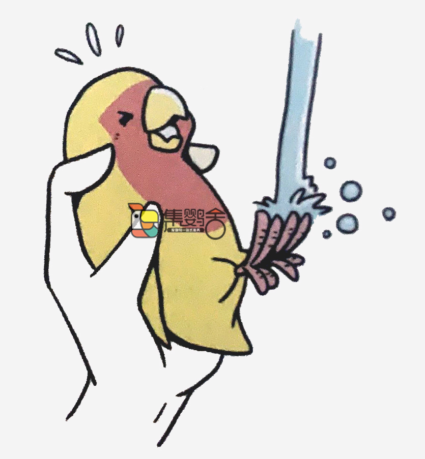 鹦鹉意外受伤,鹦鹉受伤怎么治疗