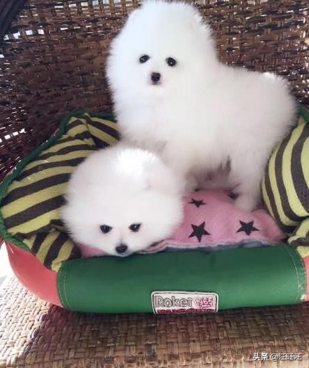 如何正确的挑选博美犬,如何挑一只纯种博美