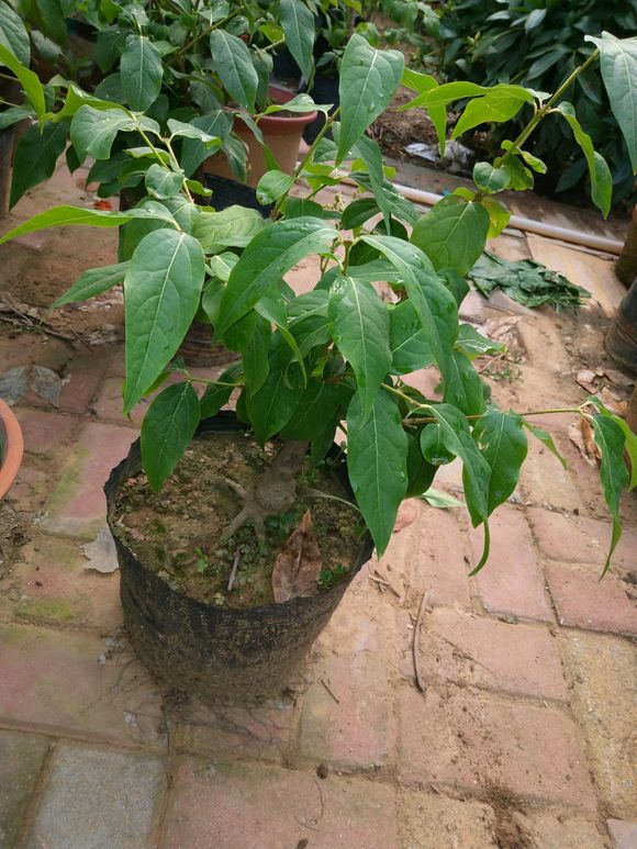 芍药只长叶子没有花苞怎么办,芍药只长叶不开花用什么肥