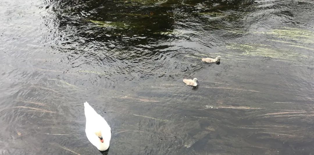 飞鸟越过珊瑚海,飞鸟越过山林