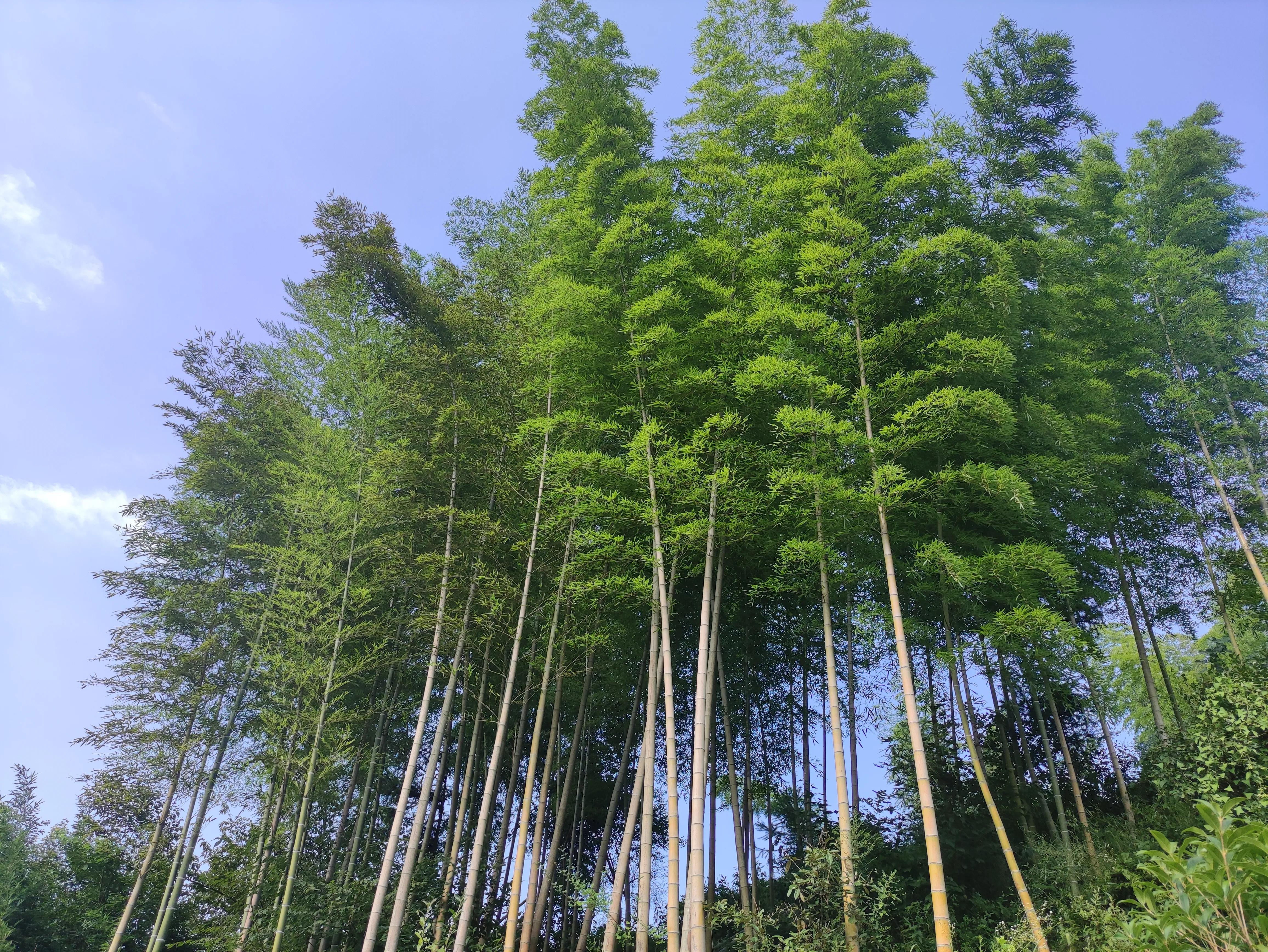 给大家展示一下什么叫做“金山药岭名茶地，竹海栗园水电乡”