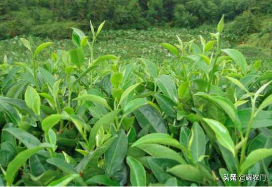 花香味茶叶怎样做出来,茶叶的种植技巧和方法