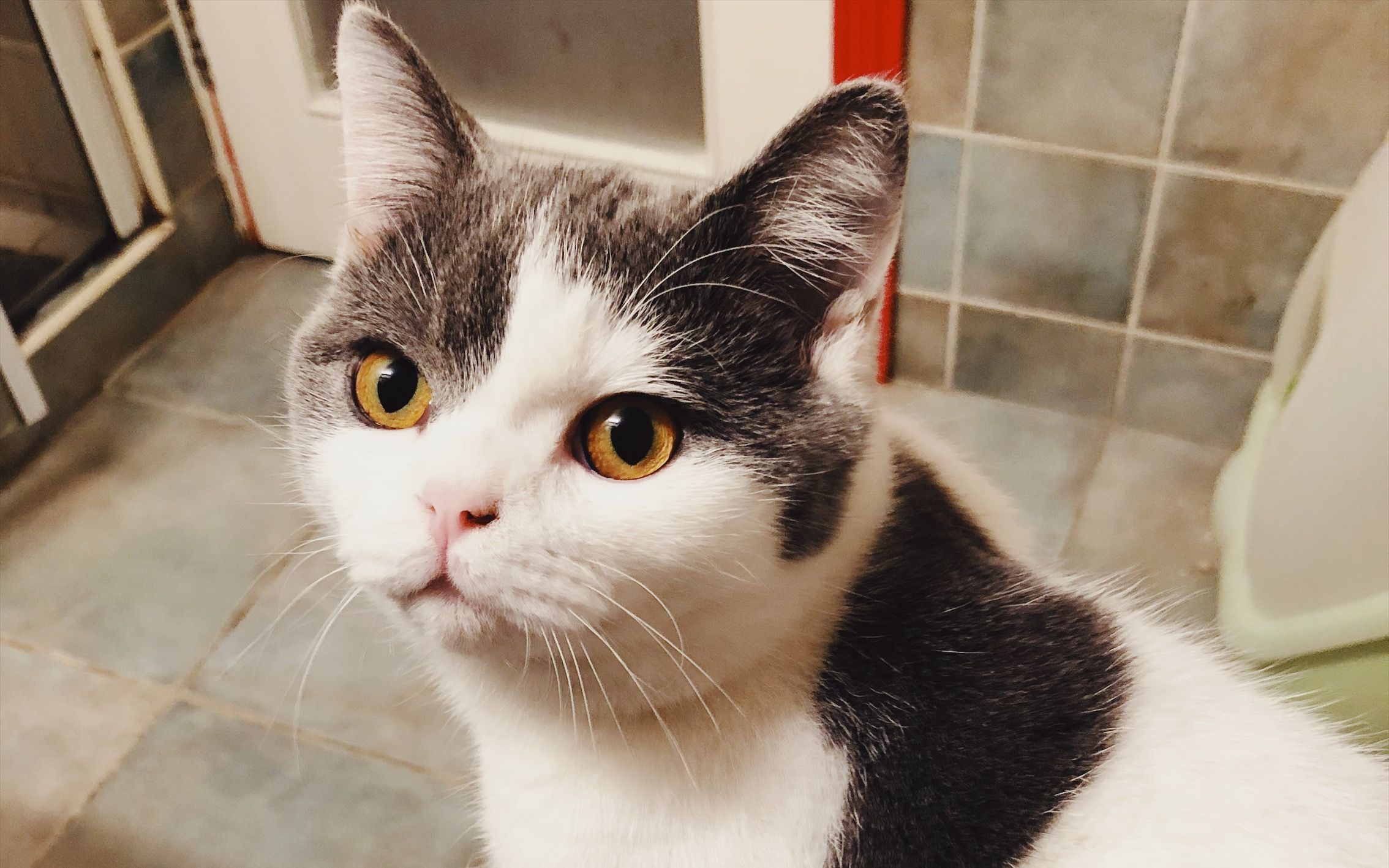 5个猫咪喂养技巧对猫咪有大益处,铲屎官教你科学养猫图片