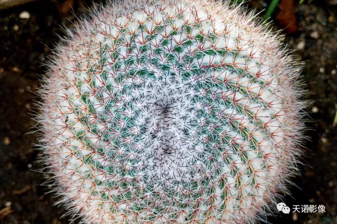 徕卡v-lux5明年有升级版吗,徕卡v-lux5换镜头