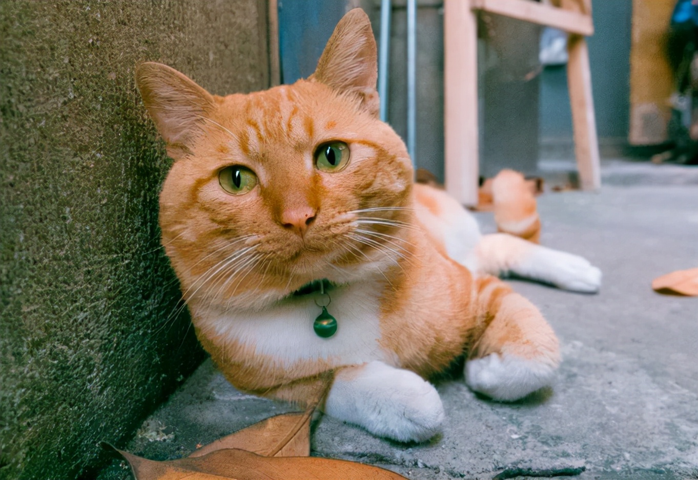 建议穷人养的10种猫性格温顺,什么猫好养而且不贵且不容易得病