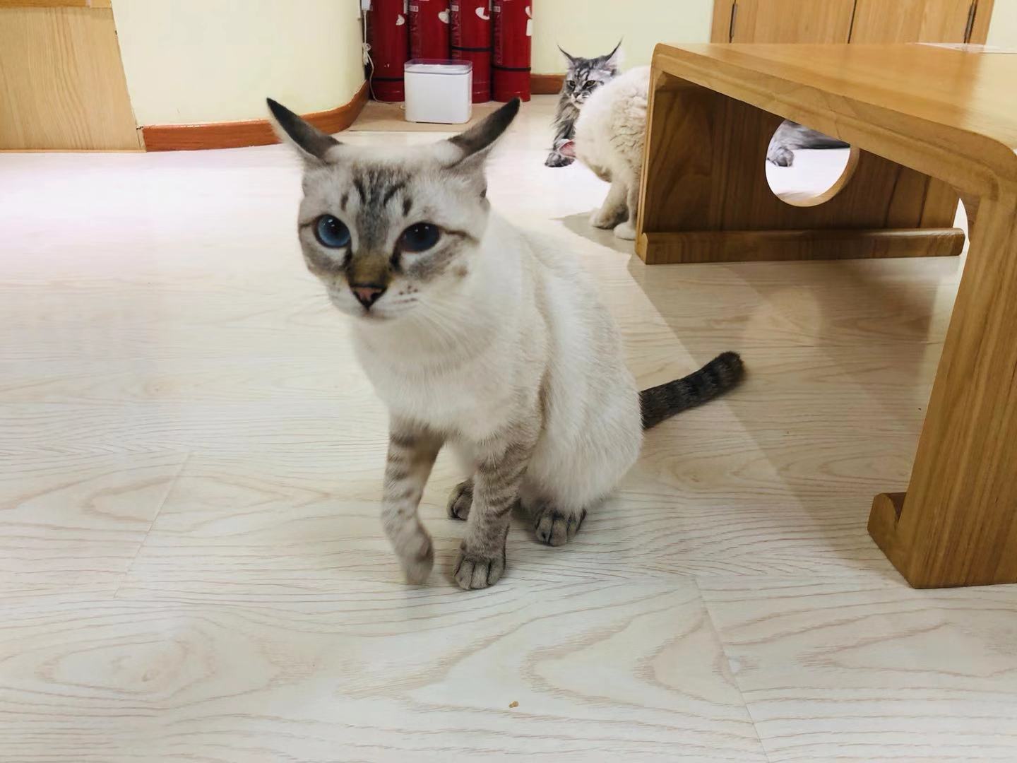 猫咪咖啡馆哪个最好,北京有名的猫咪咖啡馆