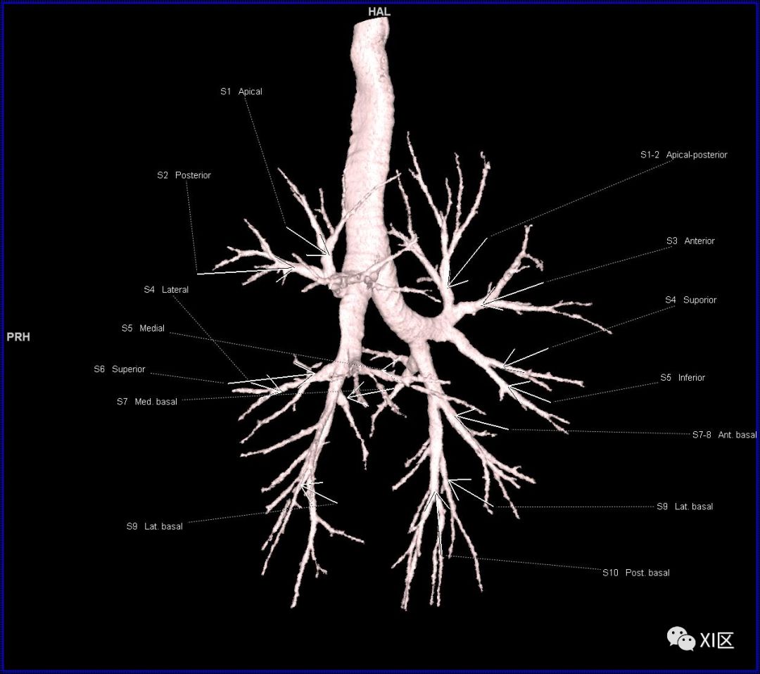 如此详细的肺部影像解剖，有点儿酷！