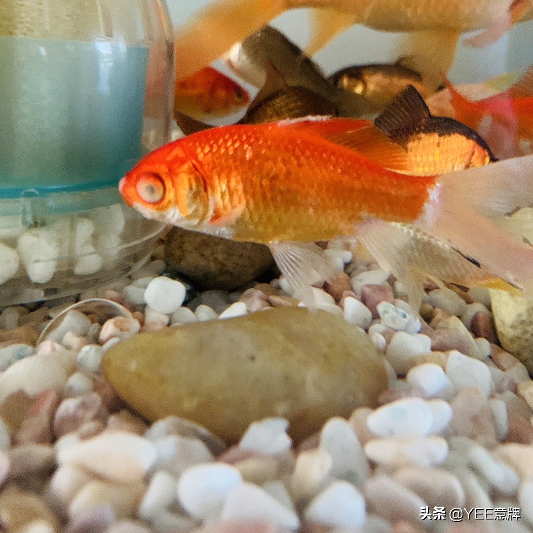 鱼眼睛白膜怎么治疗视频,鱼眼里面有白霉怎么治疗