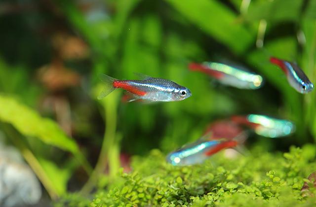 世界上最邪恶的鱼，竟然喜欢攻击人类的隐私部位，它是什么来历？