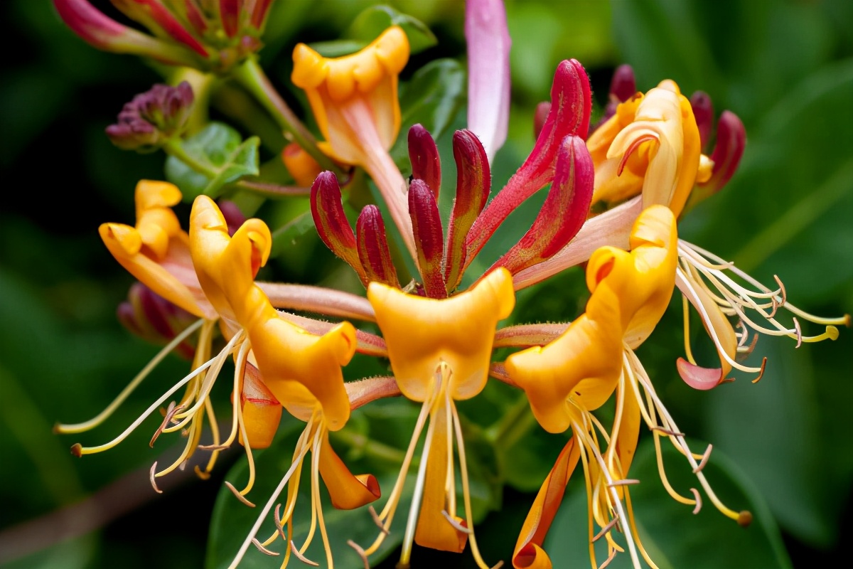 彼岸花什么时候掉叶子,彼岸花为什么没有叶子