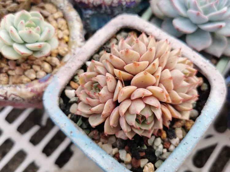 我和多肉,我与多肉