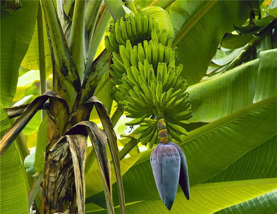 百种味道的果子,百种果实图片