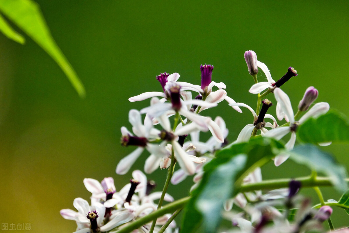 消失的苦楝树为什么很少,苦楝树为什么不长在深山