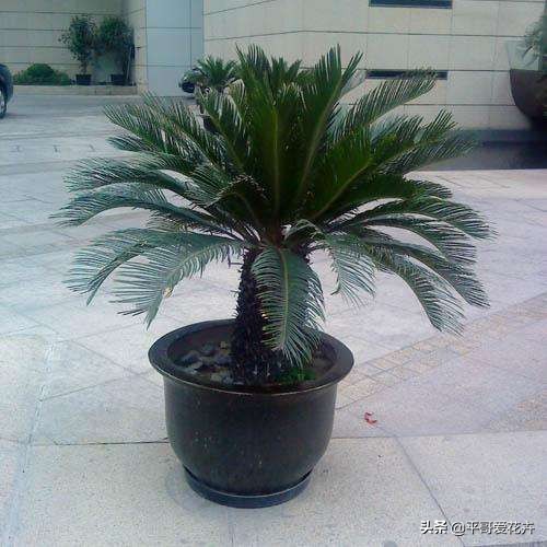 怎样使铁树的叶子变油绿,铁树叶子不油绿什么原因