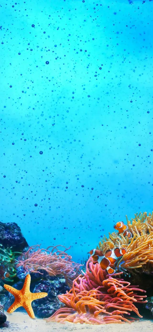 高清海底世界壁纸原生态动态,高清海底世界壁纸4k全屏无水印