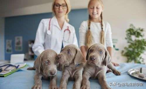 开宠物店基本要懂的宠物店投资,宠物店连锁需要什么条件